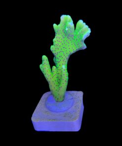 Alternative view of Slime Ball Anacropora G