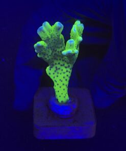 Slime Ball Anacropora M