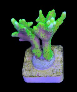 Alternative view of Slime Ball Anacropora M