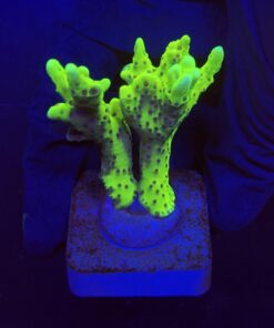 Slime Ball Anacropora M