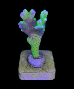 Alternative view of Slime Ball Anacropora M