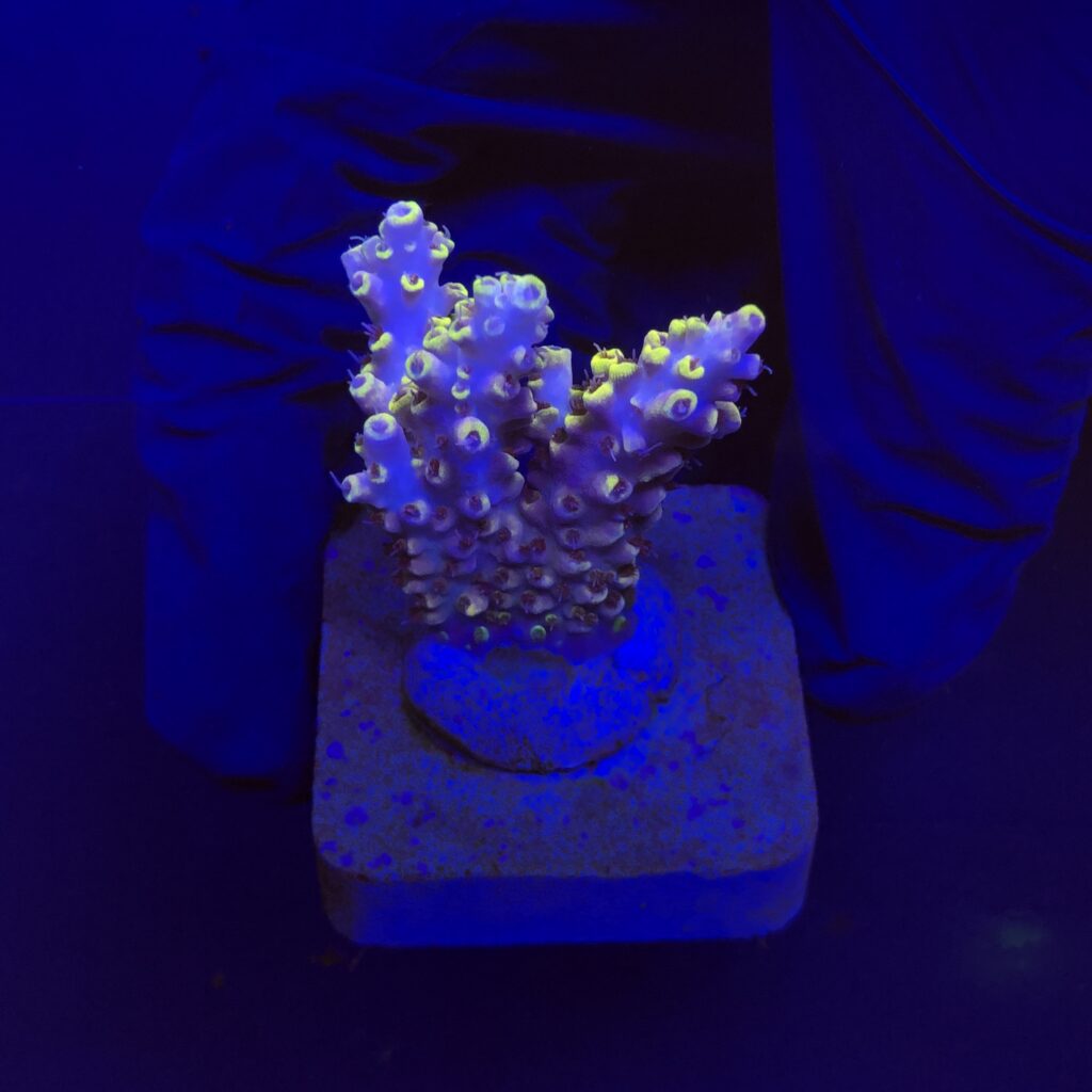 Ocyan