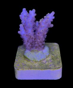 Alternative view of Solar Flame M