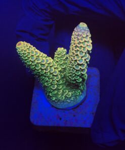 Spathulata Golden M