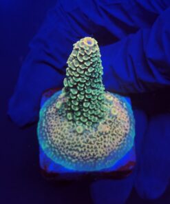 Spathulata Golden M