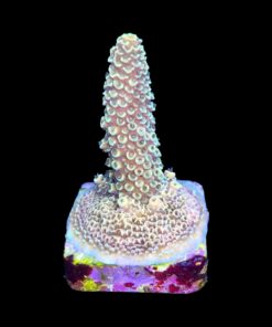 Alternative view of Spathulata Golden M