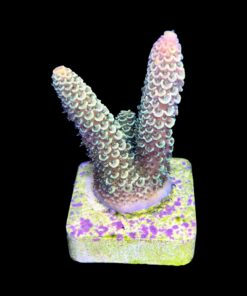 Alternative view of Spathulata Golden M