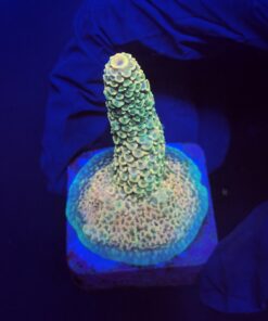 Spathulata Golden M