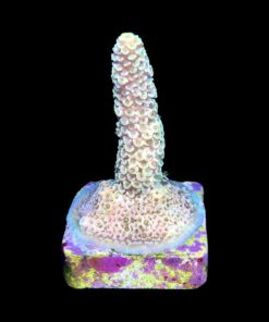 Alternative view of Spathulata Golden M