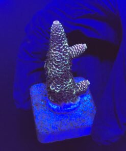 Spathulata Purple Tips M