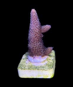 Alternative view of Spathulata Purple Tips M