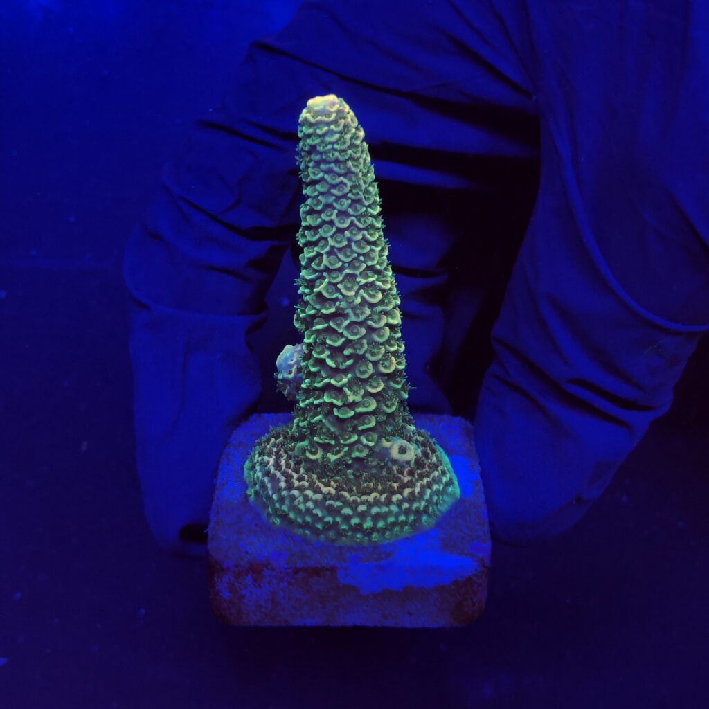 Ocyan