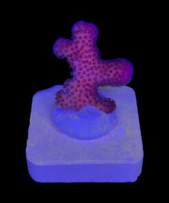 Stylophora Pink P