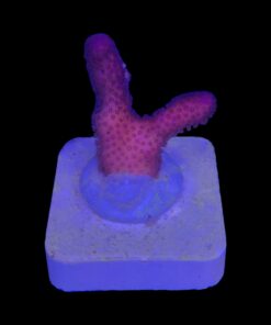 Stylophora Pink P