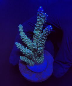 OR Tenuis Blue Ice Mini Colônia