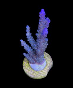 Alternative view of OR Tenuis Blue Ice Mini Colônia