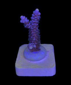 Alternative view of OR Tenuis Carnivation M