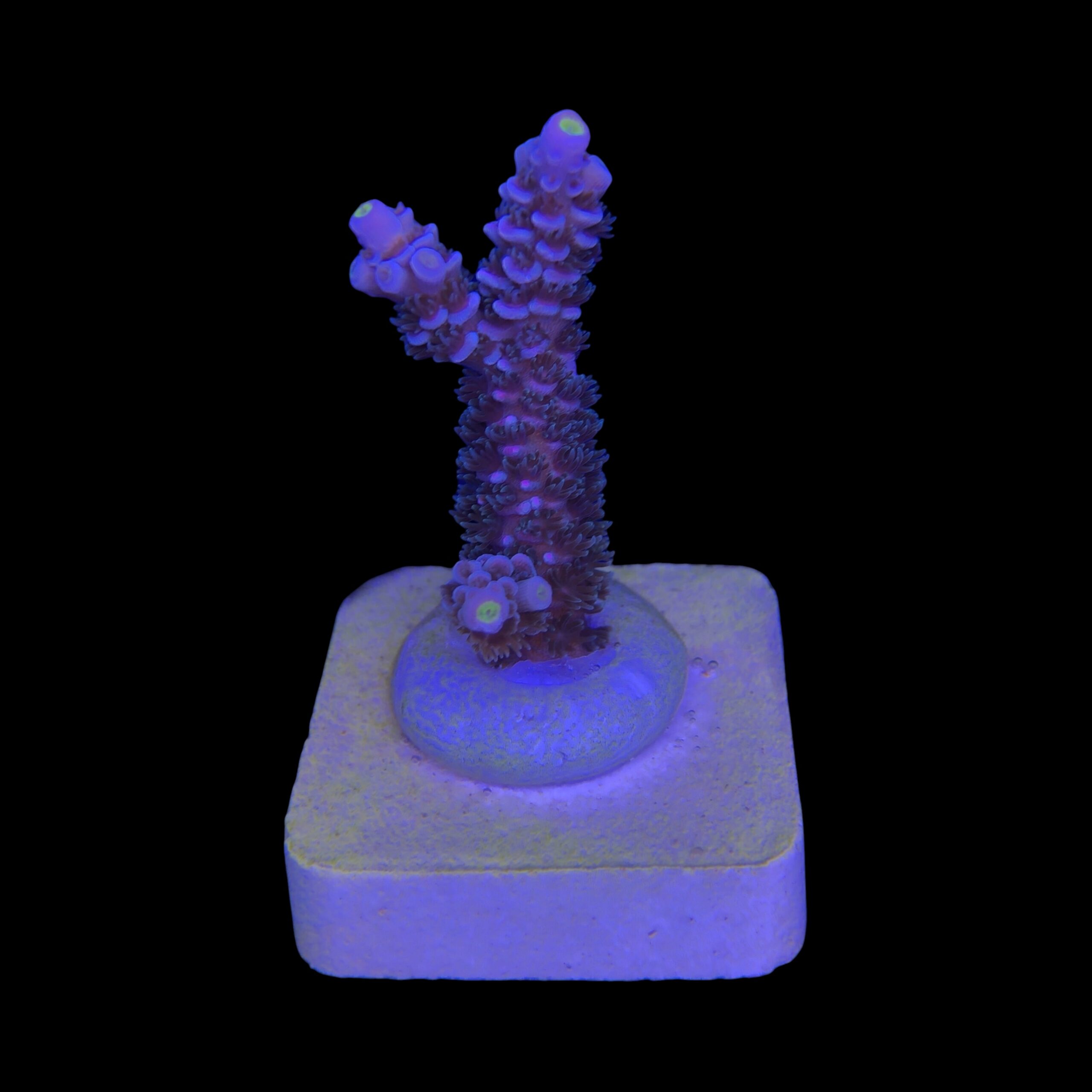 OR Tenuis Carnivation M - Imagem 2