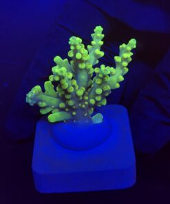 Toxic Green M