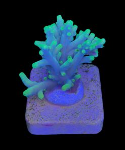 Alternative view of Toxic Green M