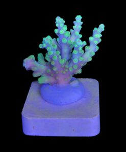 Alternative view of Toxic Green M