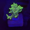 Toxic Green M
