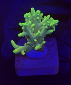 Toxic Green M