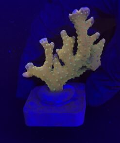 Tropicana Anacropora G
