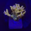 Tropicana Anacropora G