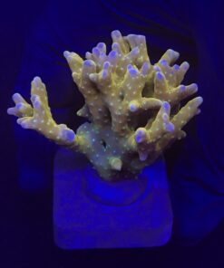 Tropicana Anacropora G
