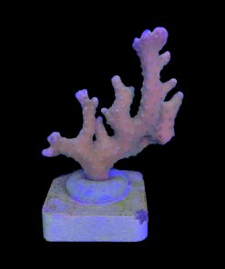 Alternative view of Tropicana Anacropora G