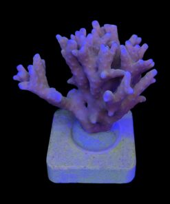 Alternative view of Tropicana Anacropora G