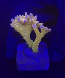 Tropicana Anacropora G
