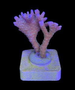 Alternative view of Tropicana Anacropora G