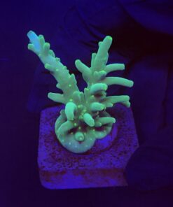 Turak Green M