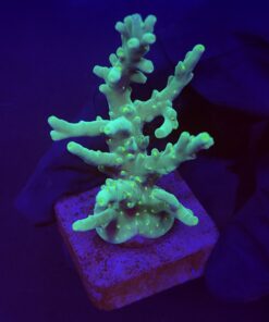 Turak Green M