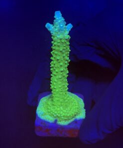 Yongei Green Blue Tips M