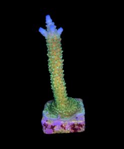 Alternative view of Yongei Green Blue Tips M