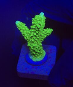 Yongei Green Blue Tips M