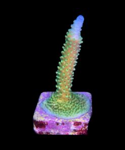 Alternative view of Yongei Green Blue Tips M