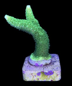 Alternative view of Abrolhoensis Green Orange Tips G