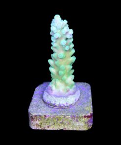 Alternative view of Austera Banana M