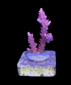Alternative view of Austera Pink Yellow Tips M