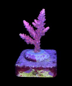 Alternative view of Austera Pink Yellow Tips M