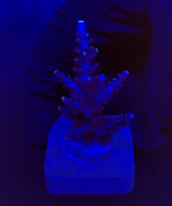 Exquisit Blue M
