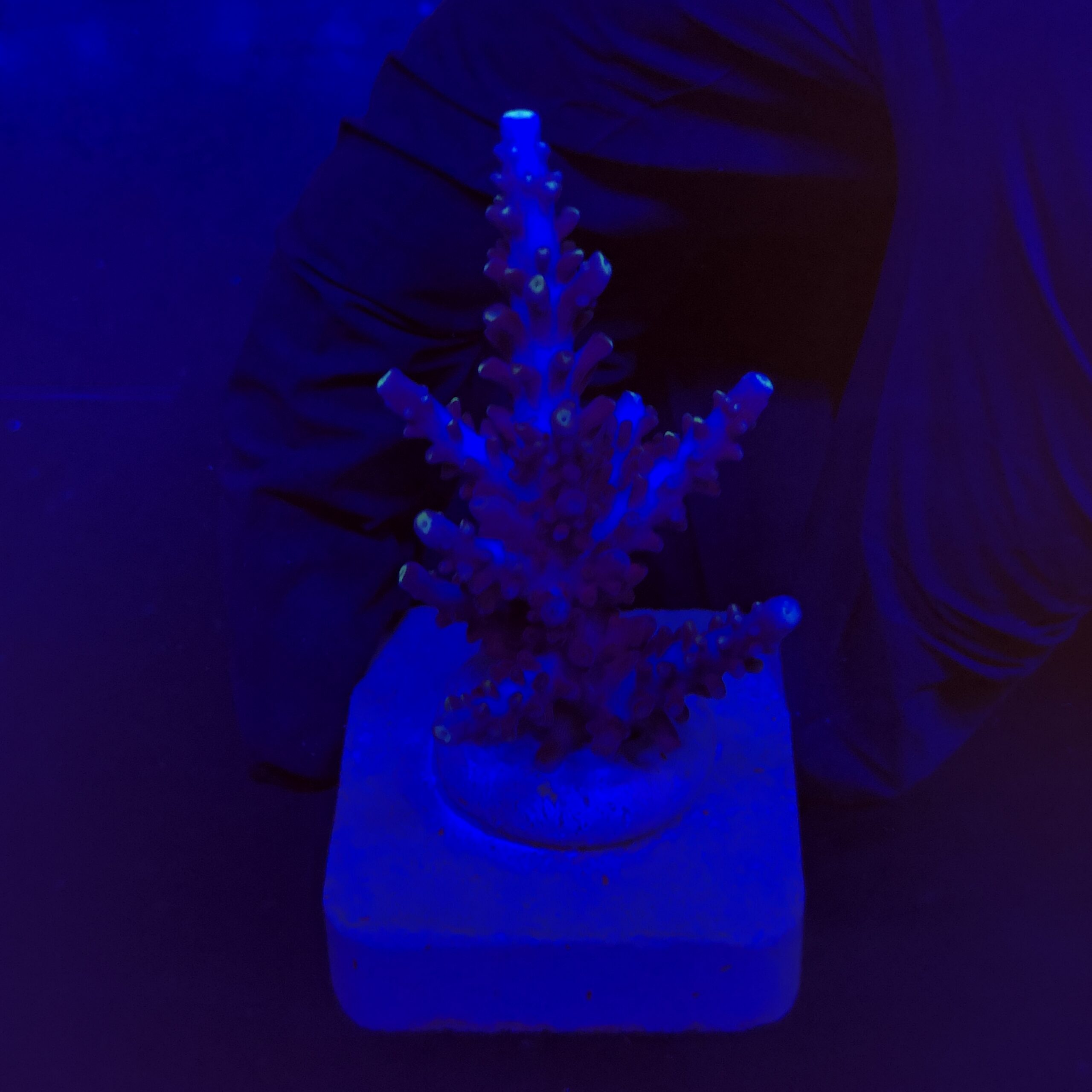 Exquisit Blue M