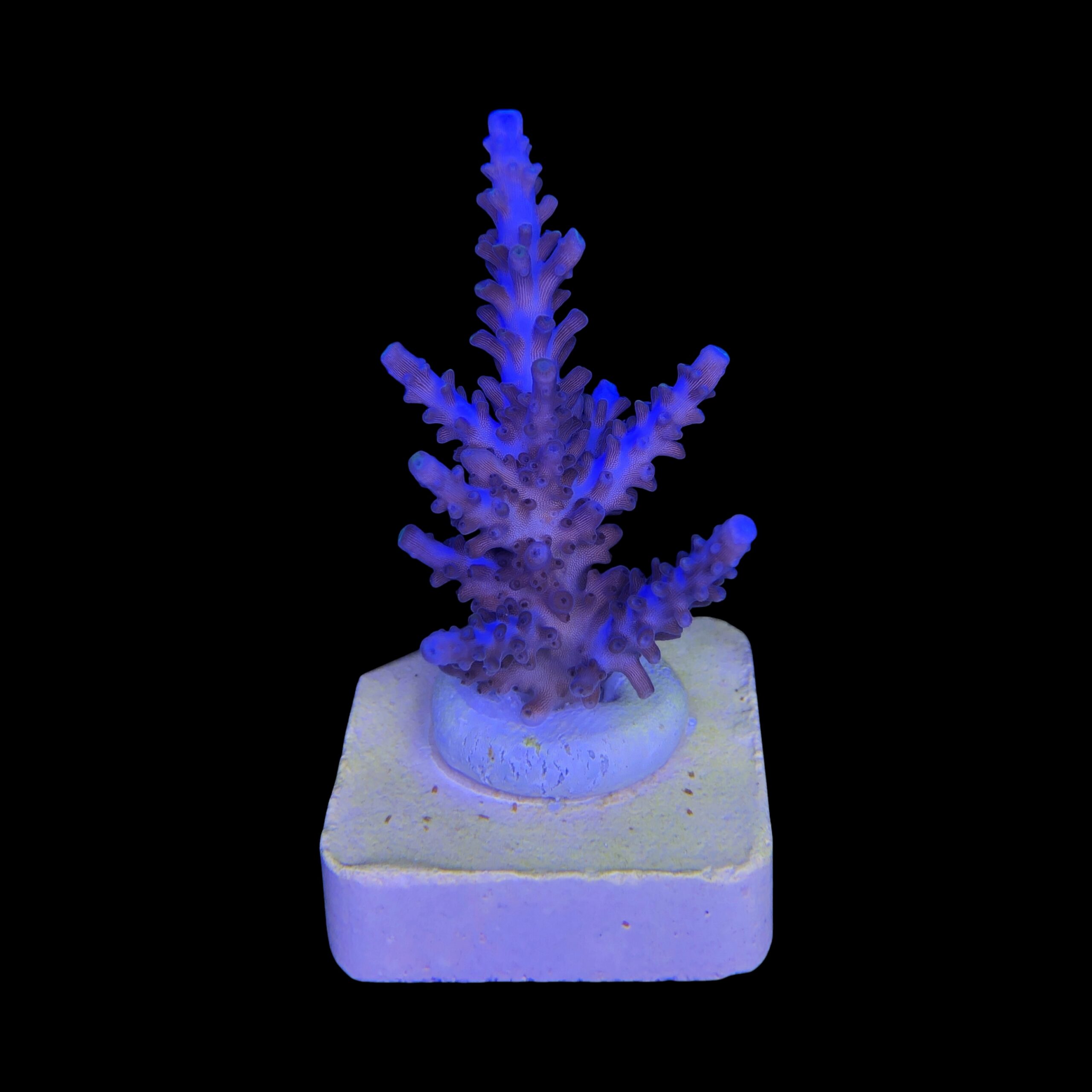 Exquisit Blue M - Imagem 2