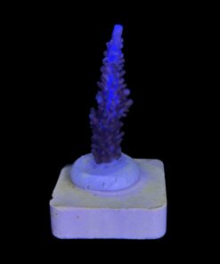 Alternative view of Exquisit Blue M