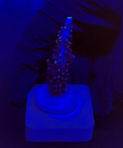 Exquisit Blue M
