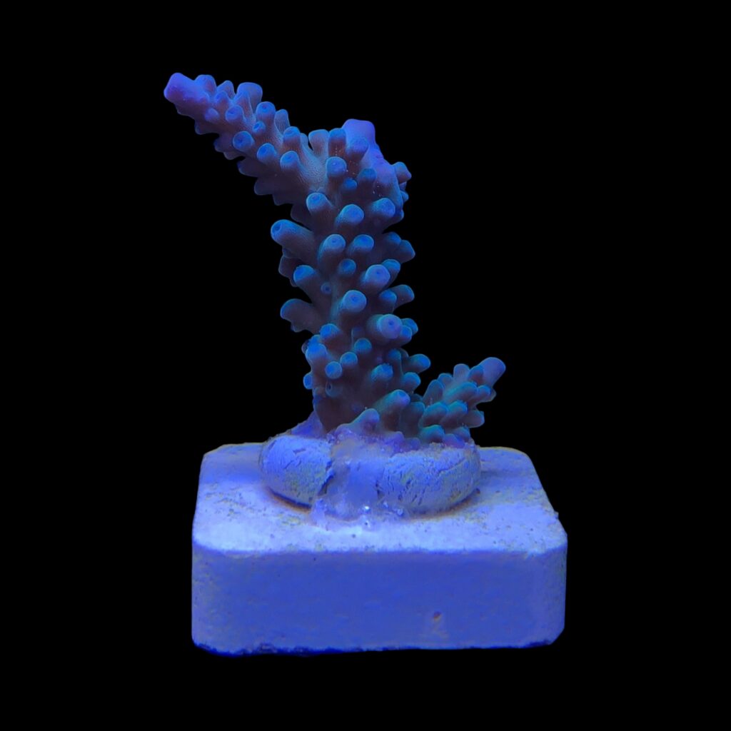 Ocyan